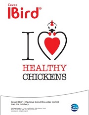 Small_IBird Brochure